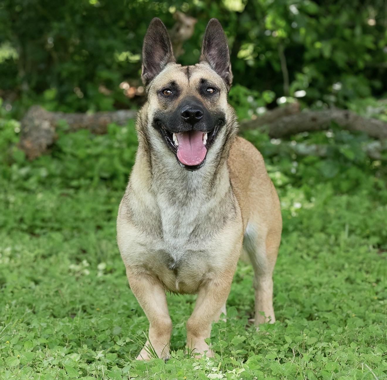 Enlarge Sequoia, a Adoptable mixed breed in Seattle, WA image 2/6