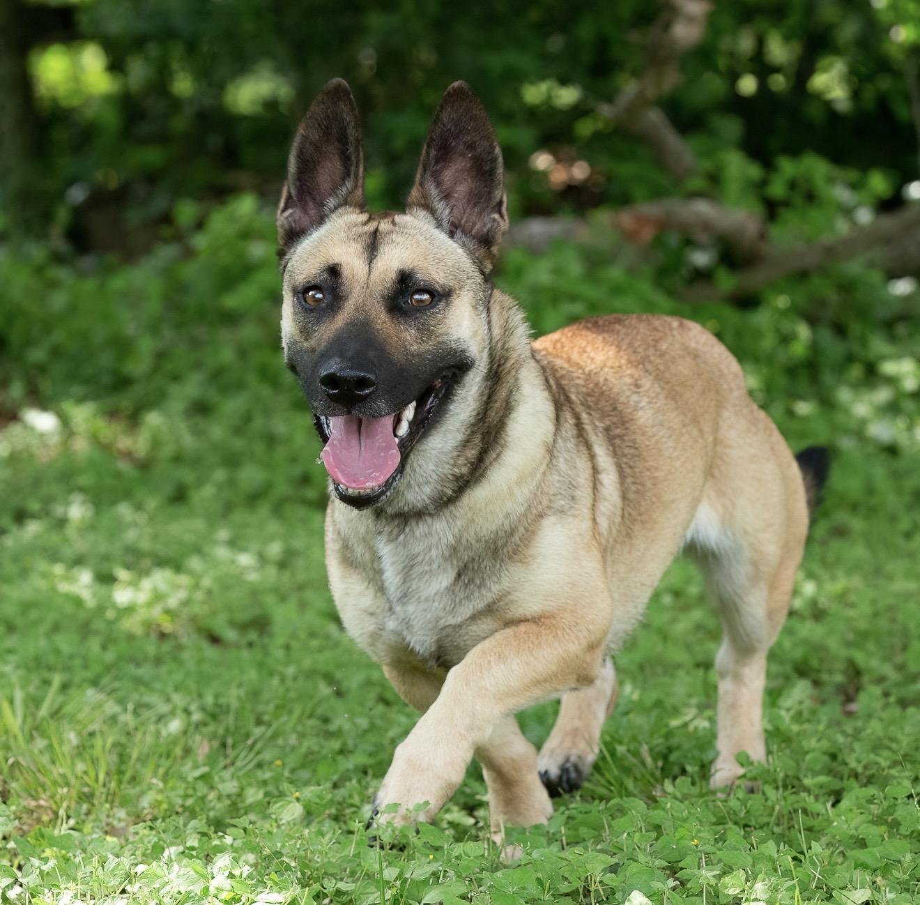 Sequoia, Adoptable, Young Female Corgi & German Shepherd Dog.
