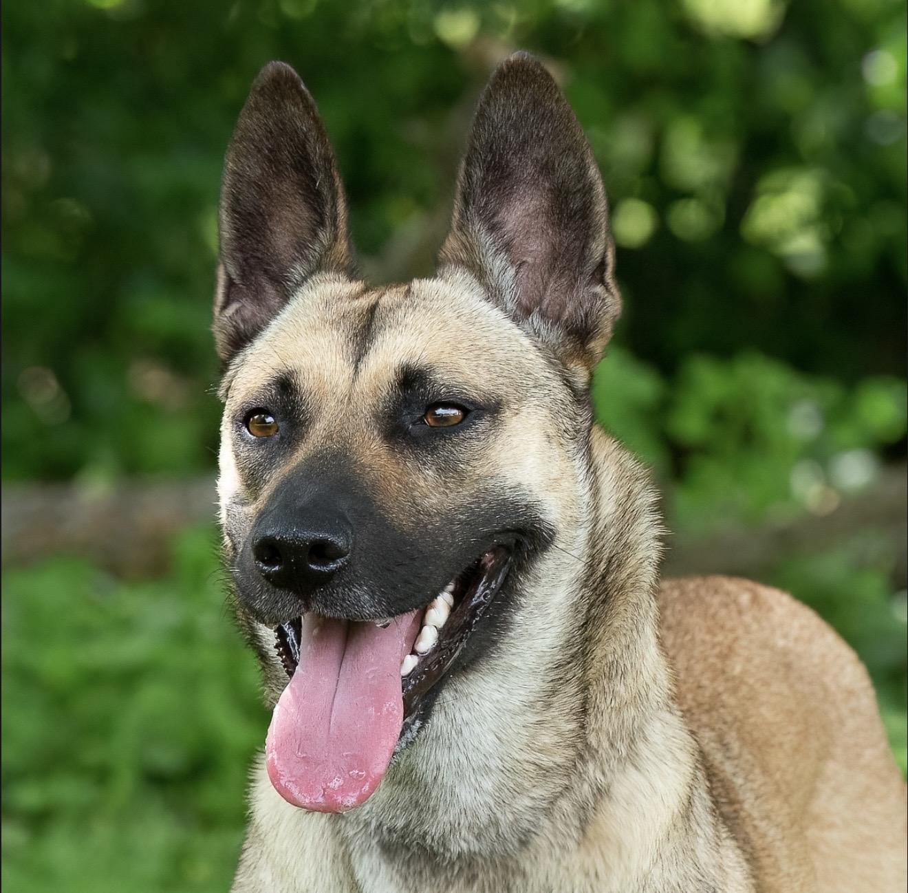 Enlarge Sequoia, a Adoptable mixed breed in Seattle, WA image 4/6