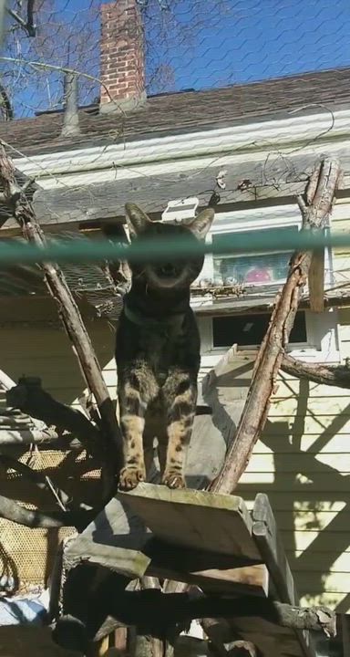 Enlarge Sullivan, a Adopted mixed breed in Springfield, MA video 3/5