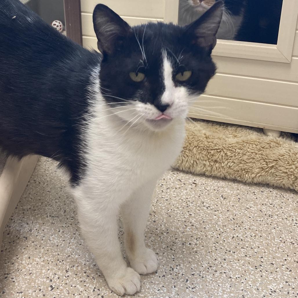 Enlarge Mr. Whiskers, a Adoptable Domestic Short Hair in St. Helena, CA image 1/6