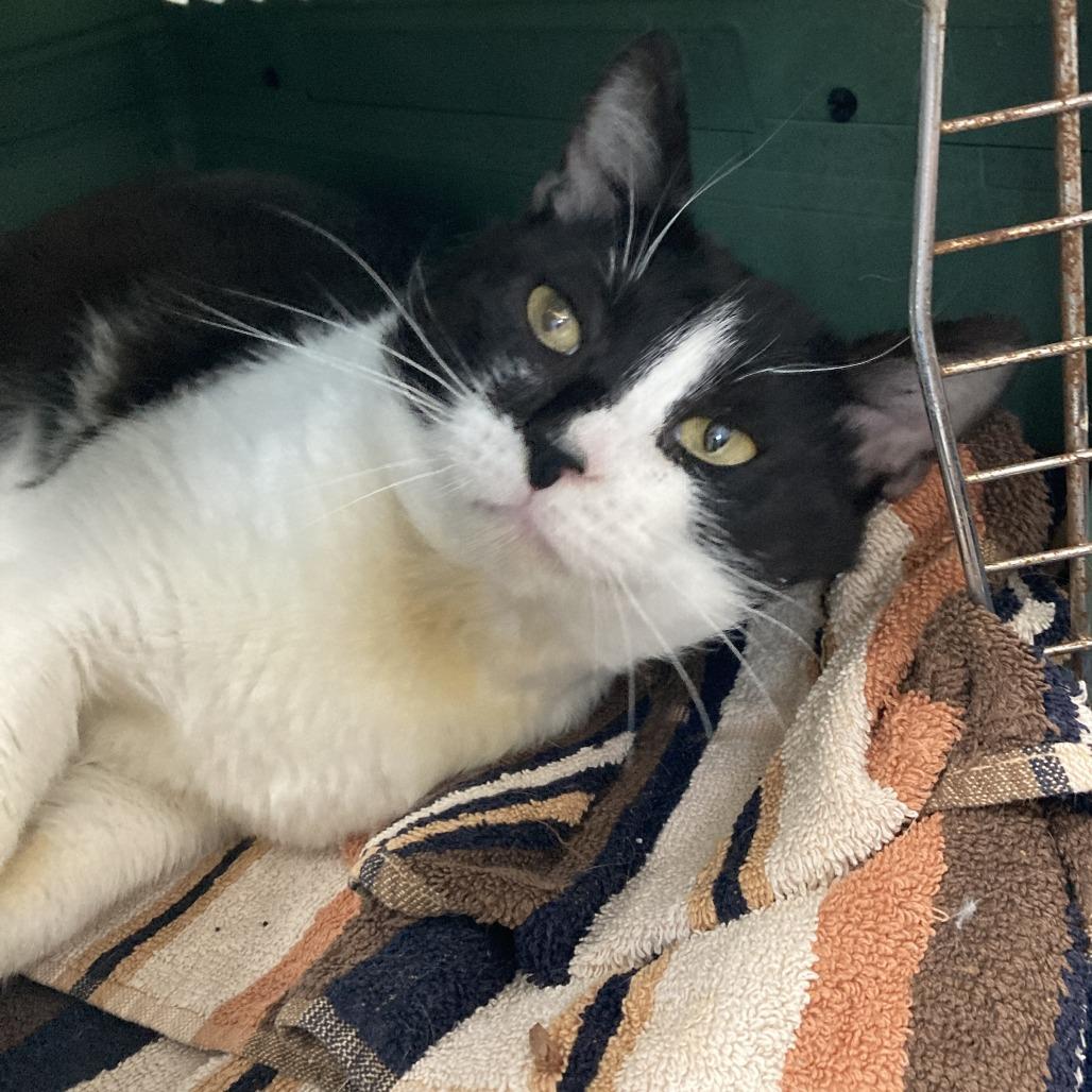 Enlarge Mr. Whiskers, a Adoptable Domestic Short Hair in St. Helena, CA image 2/6