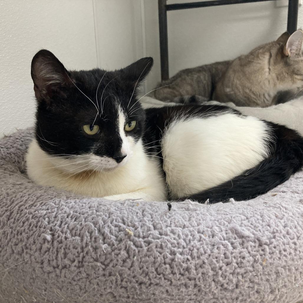 Enlarge Mr. Whiskers, a Adoptable Domestic Short Hair in St. Helena, CA image 3/6