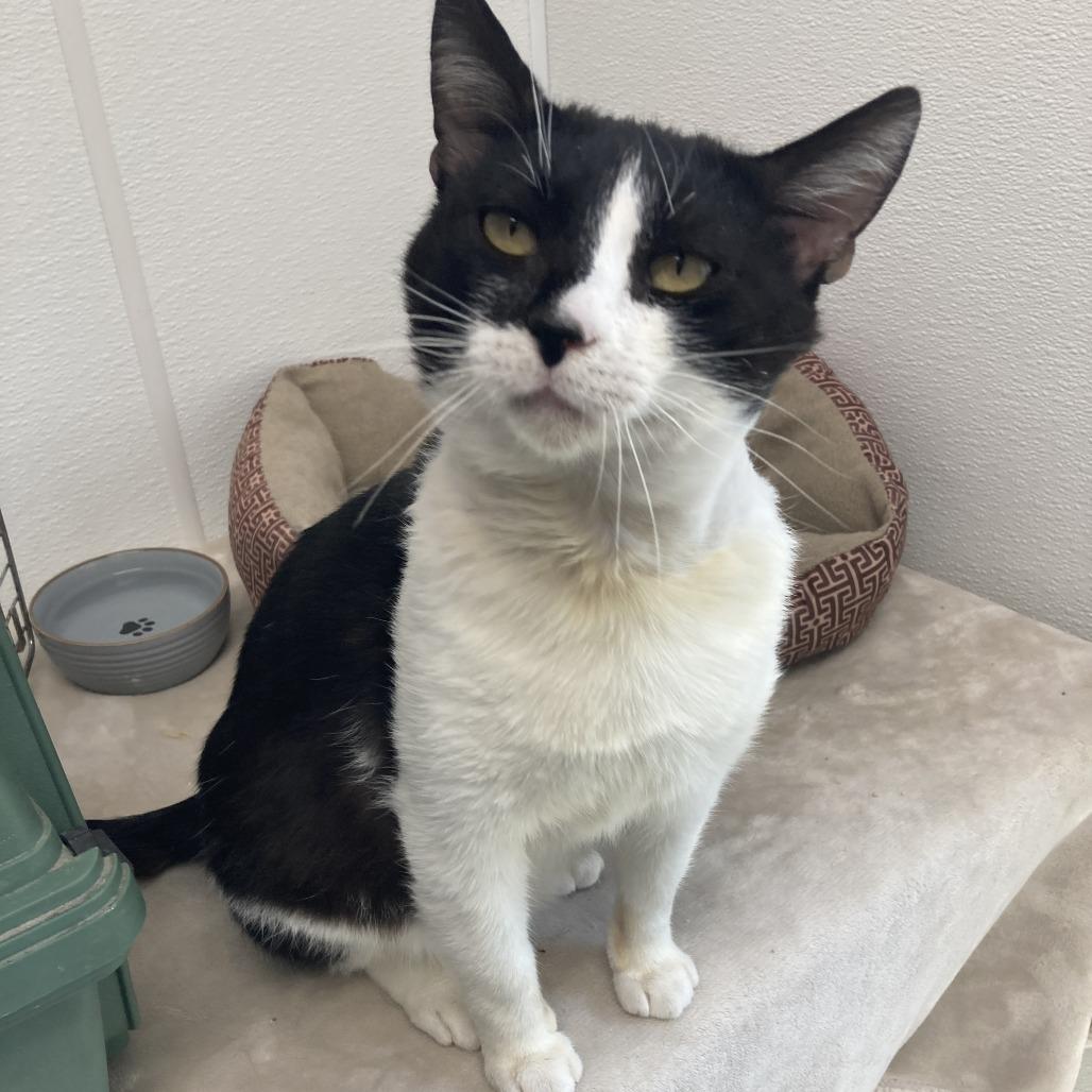 Enlarge Mr. Whiskers, a Adoptable Domestic Short Hair in St. Helena, CA image 4/6