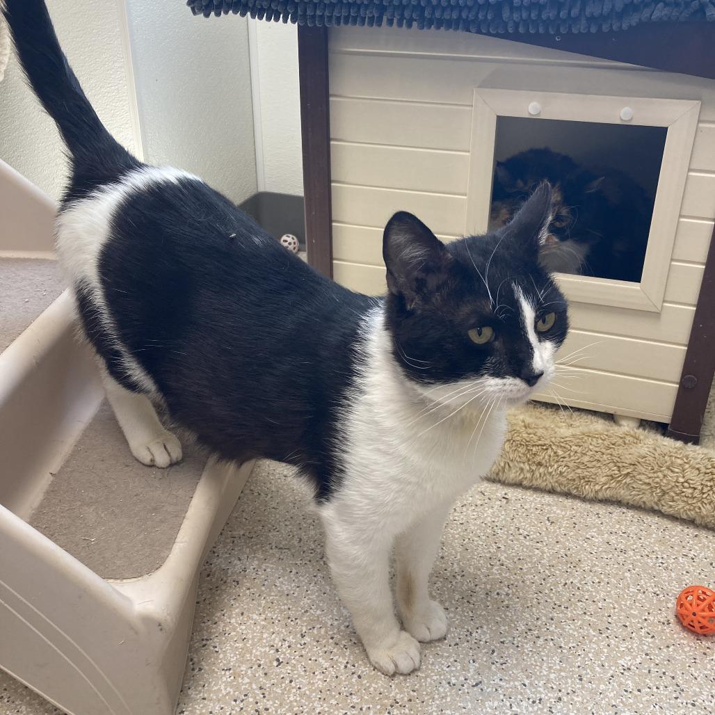 Enlarge Mr. Whiskers, a Adoptable Domestic Short Hair in St. Helena, CA image 5/6