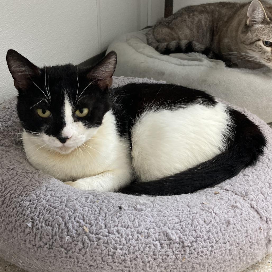 Enlarge Mr. Whiskers, a Adoptable Domestic Short Hair in St. Helena, CA image 6/6