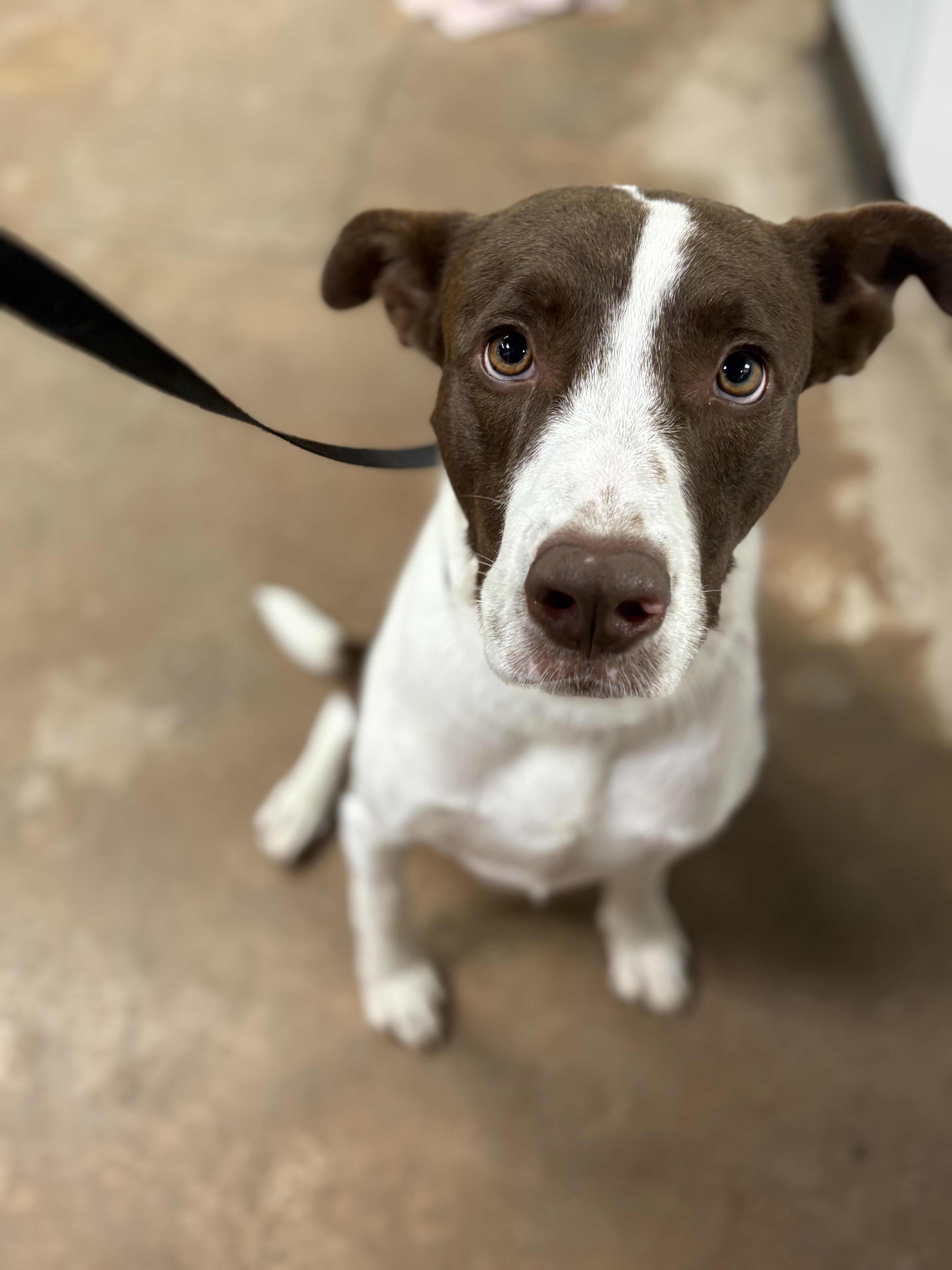 Brodie, ADOPTABLE, Young Male Pit Bull Terrier.