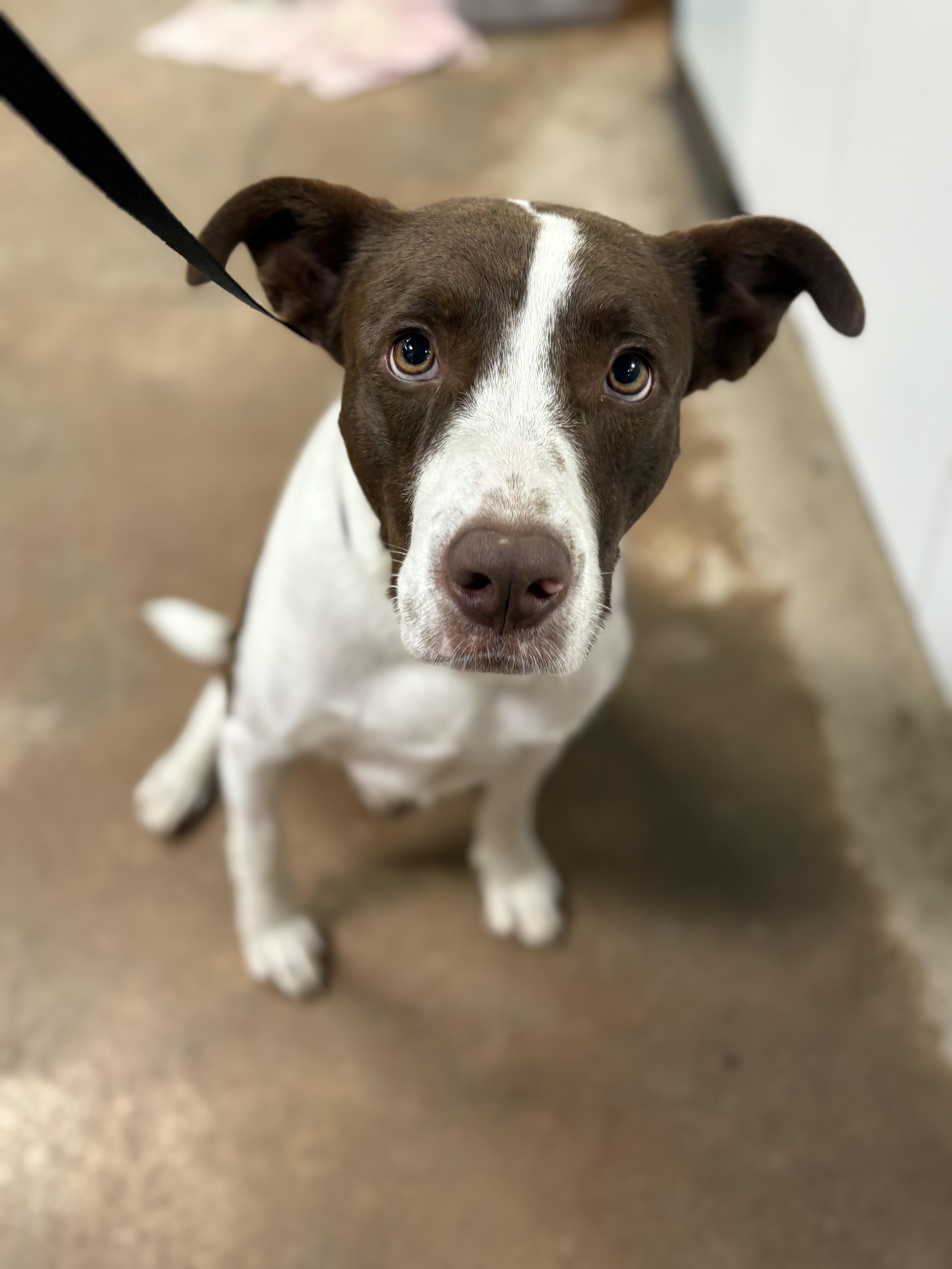 Brodie, a ADOPTABLE mixed breed in Fort Worth, TX image 2/3