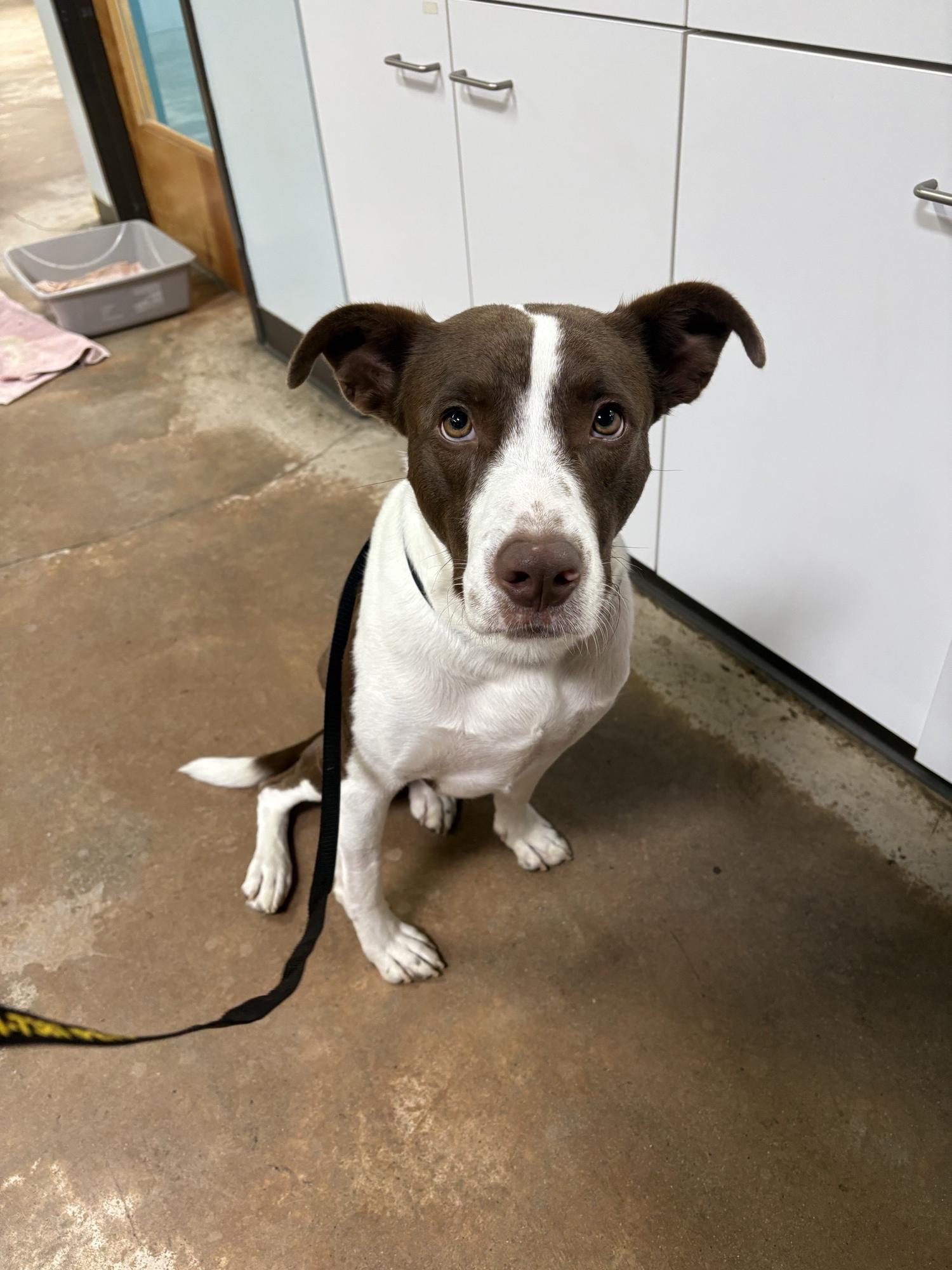 Brodie, a ADOPTABLE mixed breed in Fort Worth, TX image 3/3