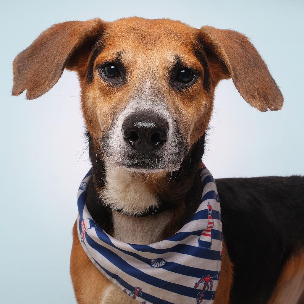 Enlarge Samy C, a Adoptable Mixed Breed in Guaynabo, PR image 1/3