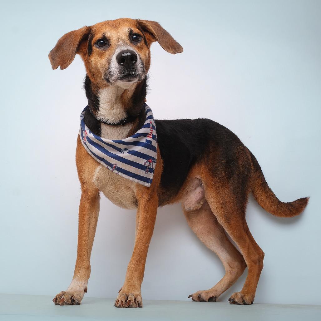 Enlarge Samy C, a Adoptable Mixed Breed in Guaynabo, PR image 2/3