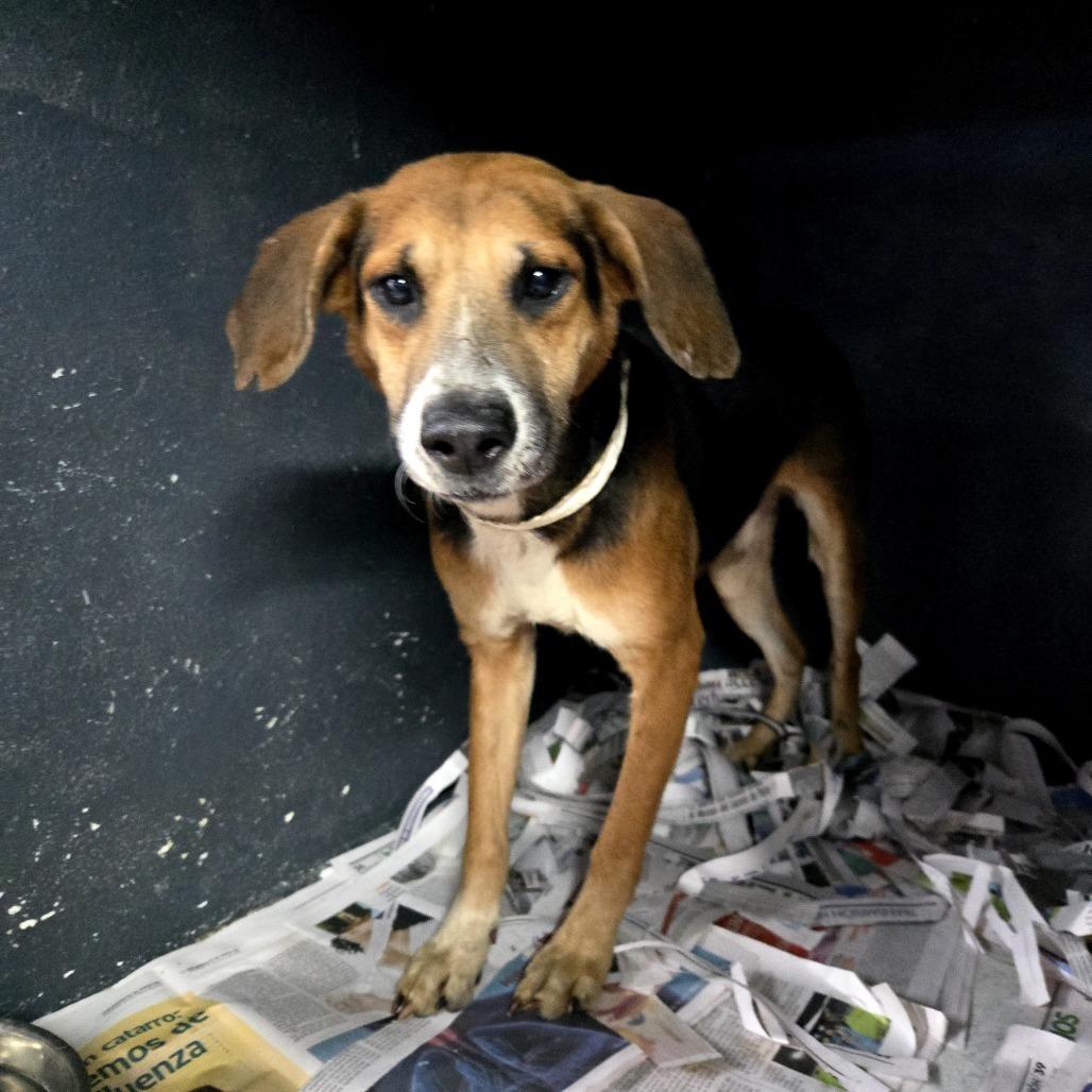 Enlarge Samy C, a Adoptable Mixed Breed in Guaynabo, PR image 3/3