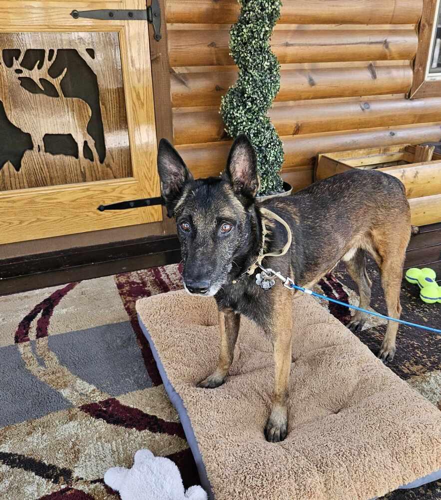 Ramsey- located in NM, Adoptable, Adult Male Belgian Shepherd / Malinois.