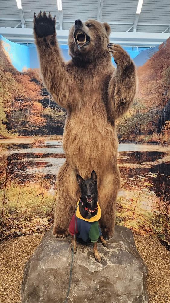 Enlarge Ramsey- located in NM, a Adoptable Belgian Shepherd / Malinois in Imlay City, MI image 2/6