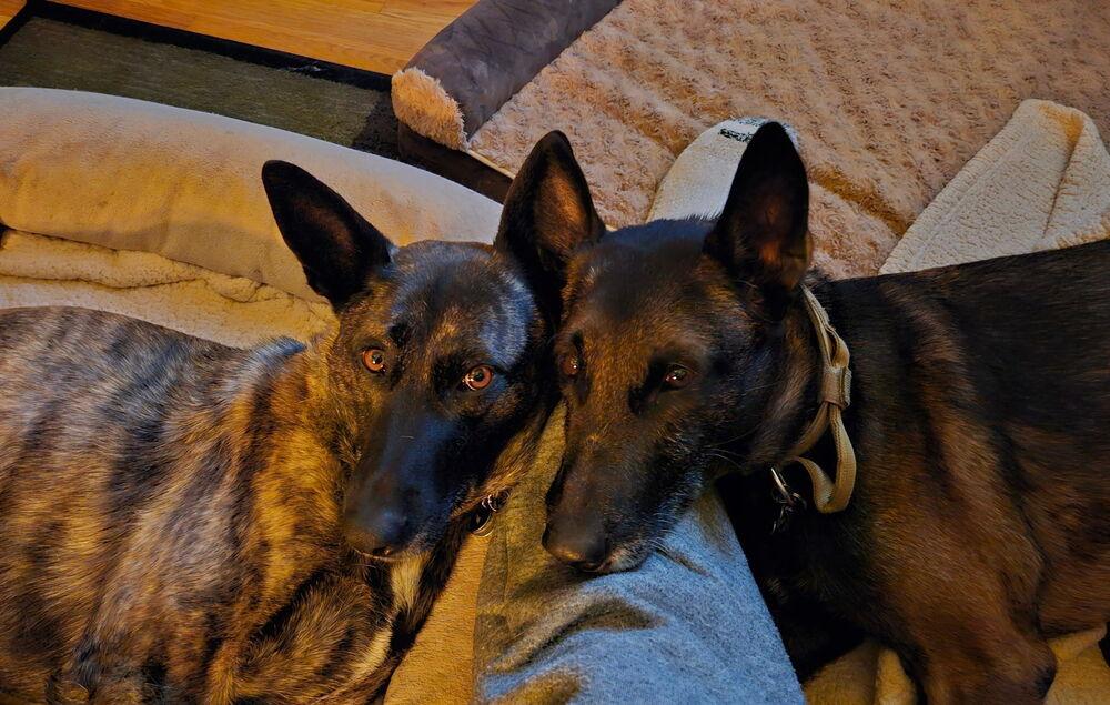 Enlarge Ramsey- located in NM, a Adoptable Belgian Shepherd / Malinois in Imlay City, MI image 3/6