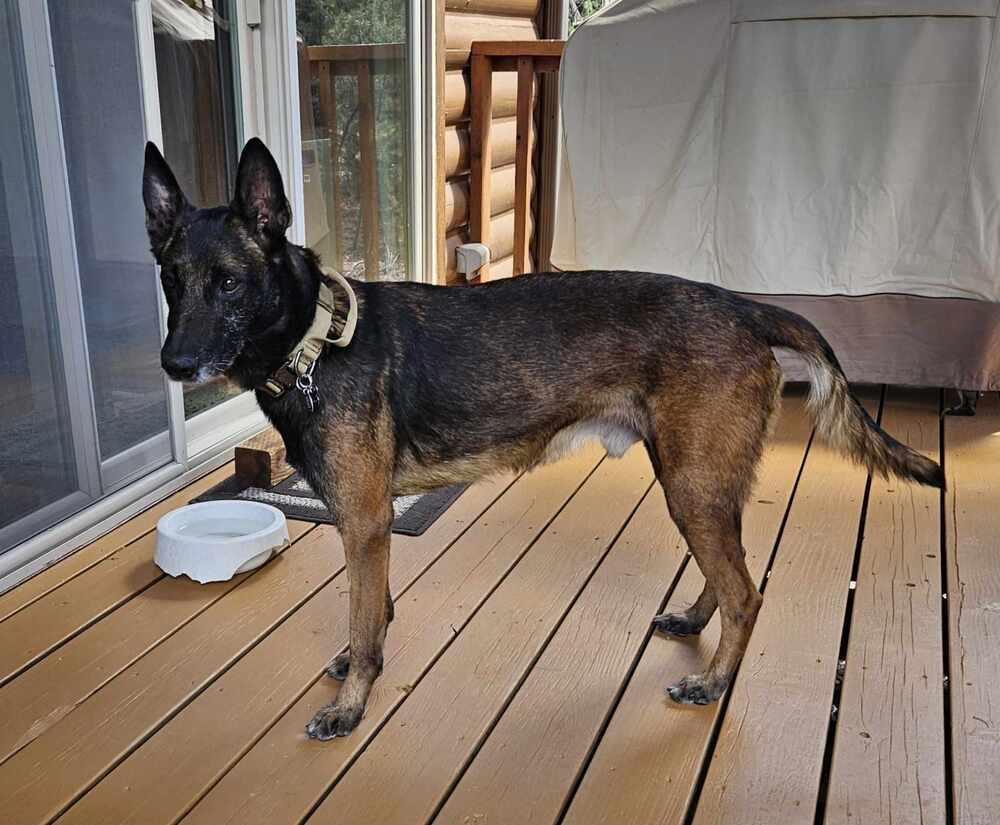 Enlarge Ramsey- located in NM, a Adoptable Belgian Shepherd / Malinois in Imlay City, MI image 4/6