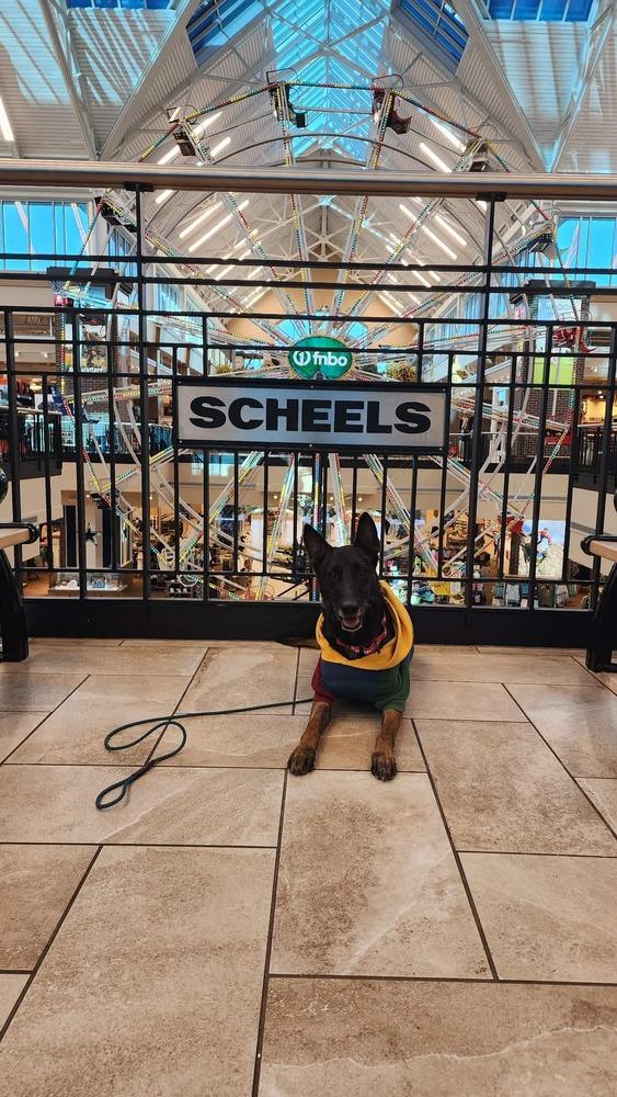 Enlarge Ramsey- located in NM, a Adoptable Belgian Shepherd / Malinois in Imlay City, MI image 5/6