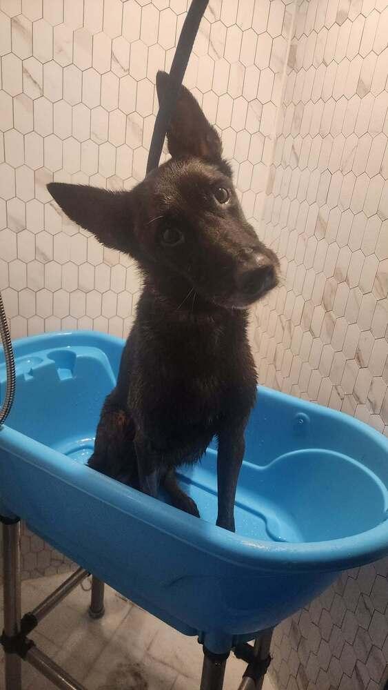 Enlarge Ramsey- located in NM, a Adoptable Belgian Shepherd / Malinois in Imlay City, MI image 6/6