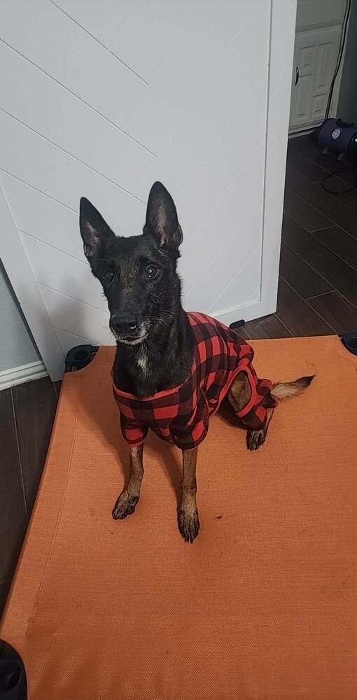 Ramsey- located in TX — thumbnail 5