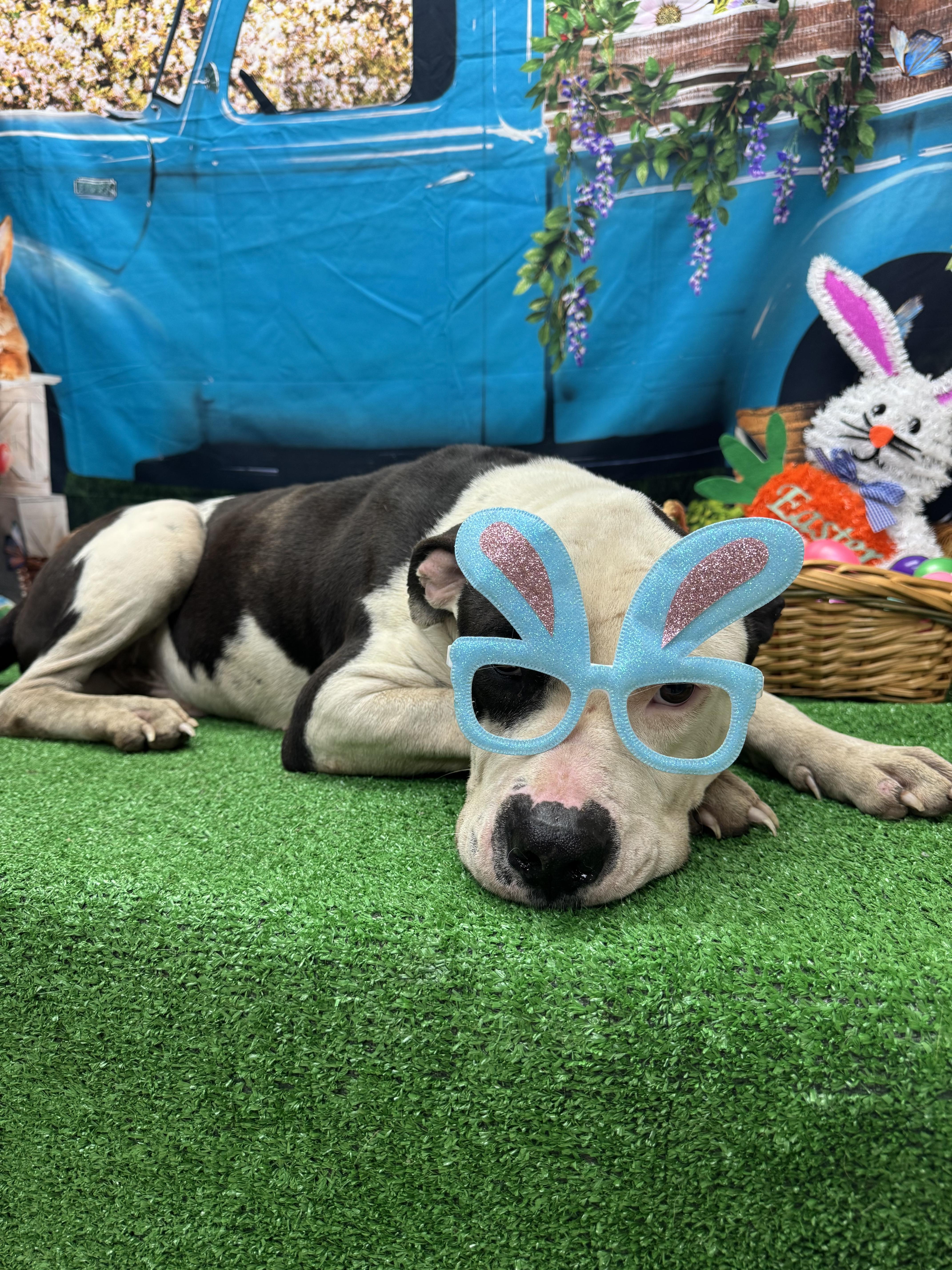 Lupine, an adopted mixed breed in Statesboro, GA image 2/2