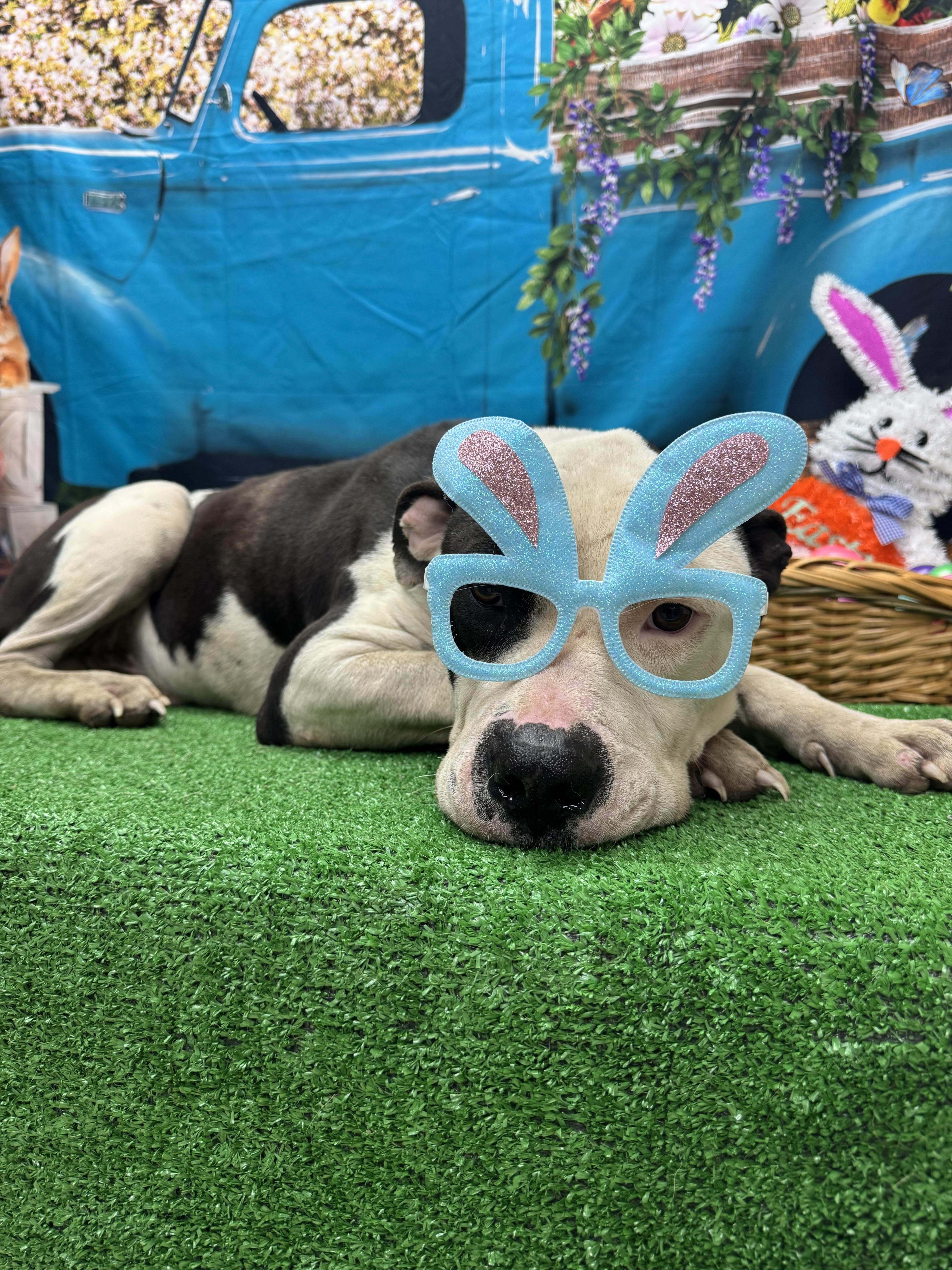 Lupine, ADOPTABLE, Adult Male Pit Bull Terrier & American Bulldog.