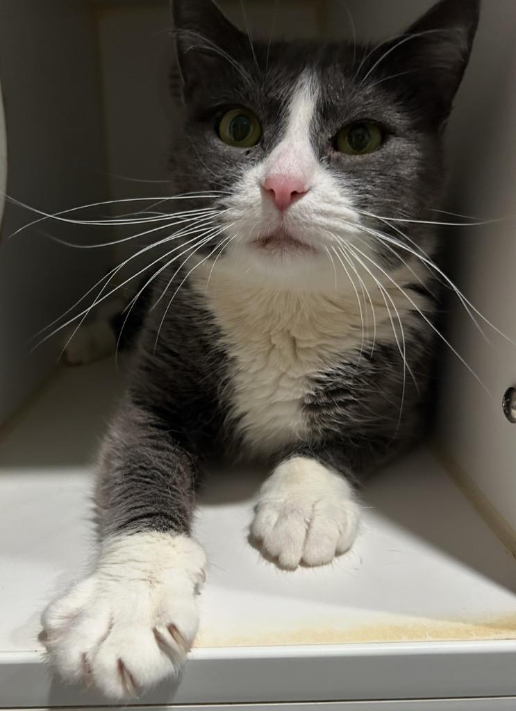 Enlarge Kiki, a Adoptable mixed breed in Ashland, WI image 1/4