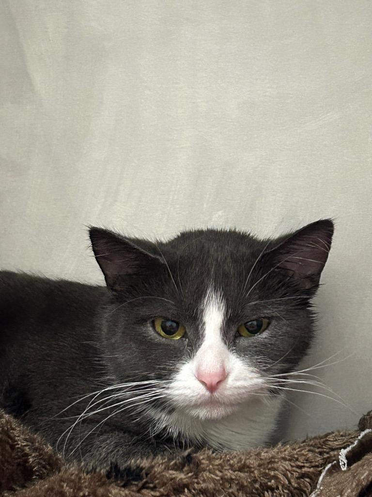 Enlarge Kiki, a Adoptable mixed breed in Ashland, WI image 1/3