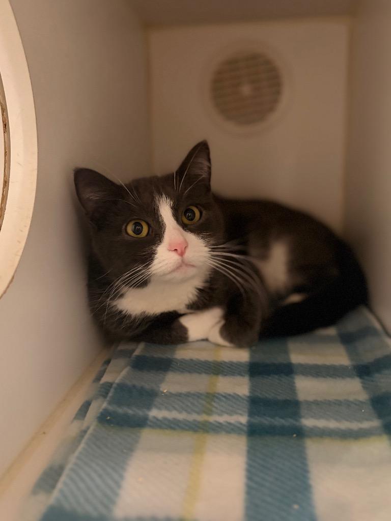 Enlarge Kiki, a Adoptable mixed breed in Ashland, WI image 2/3