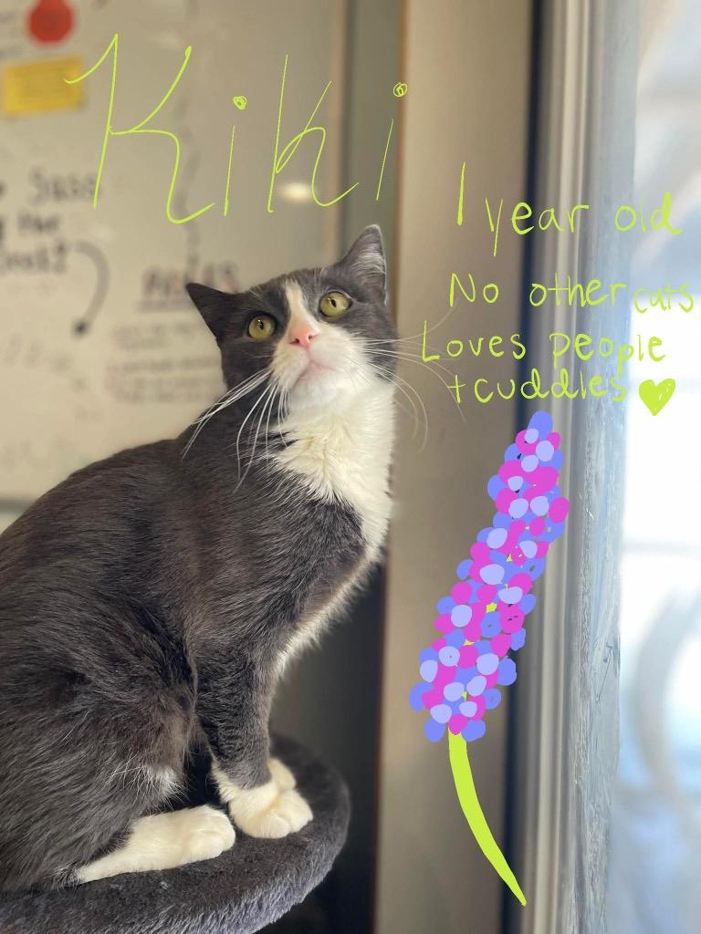 Enlarge Kiki, a Adoptable mixed breed in Ashland, WI image 3/3