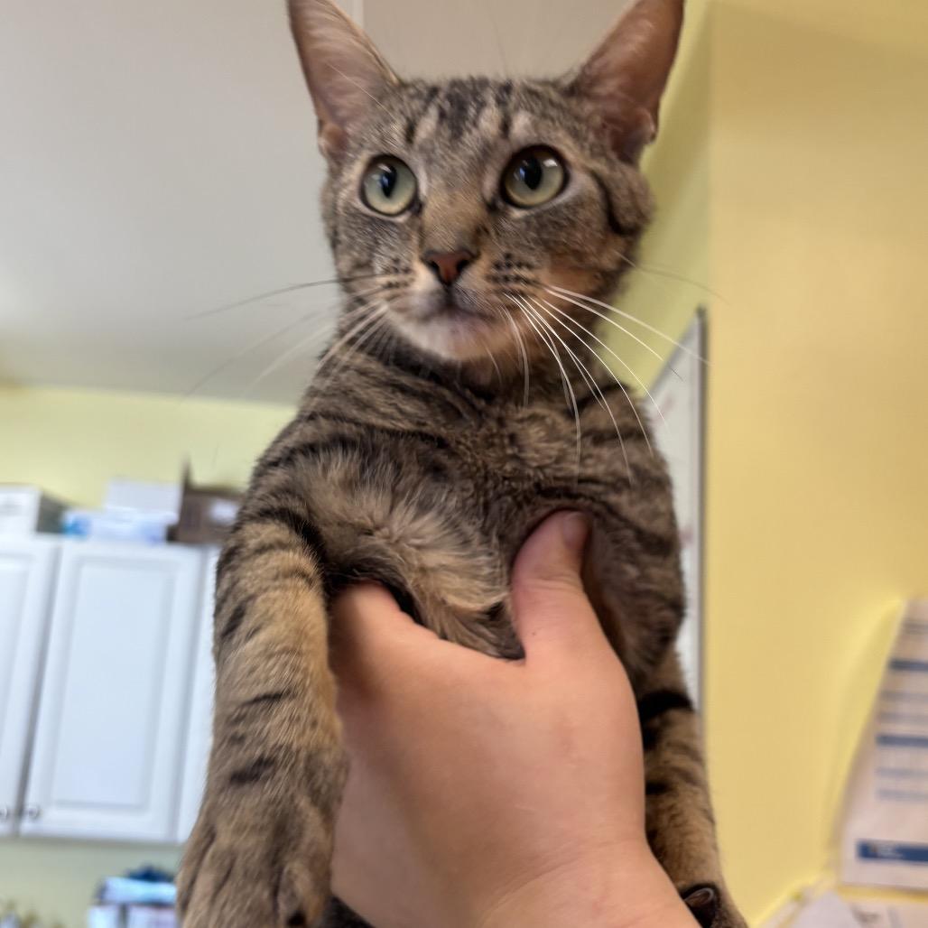 Enlarge Landon, an adopted Domestic Short Hair in Hudson, NY image 1/1