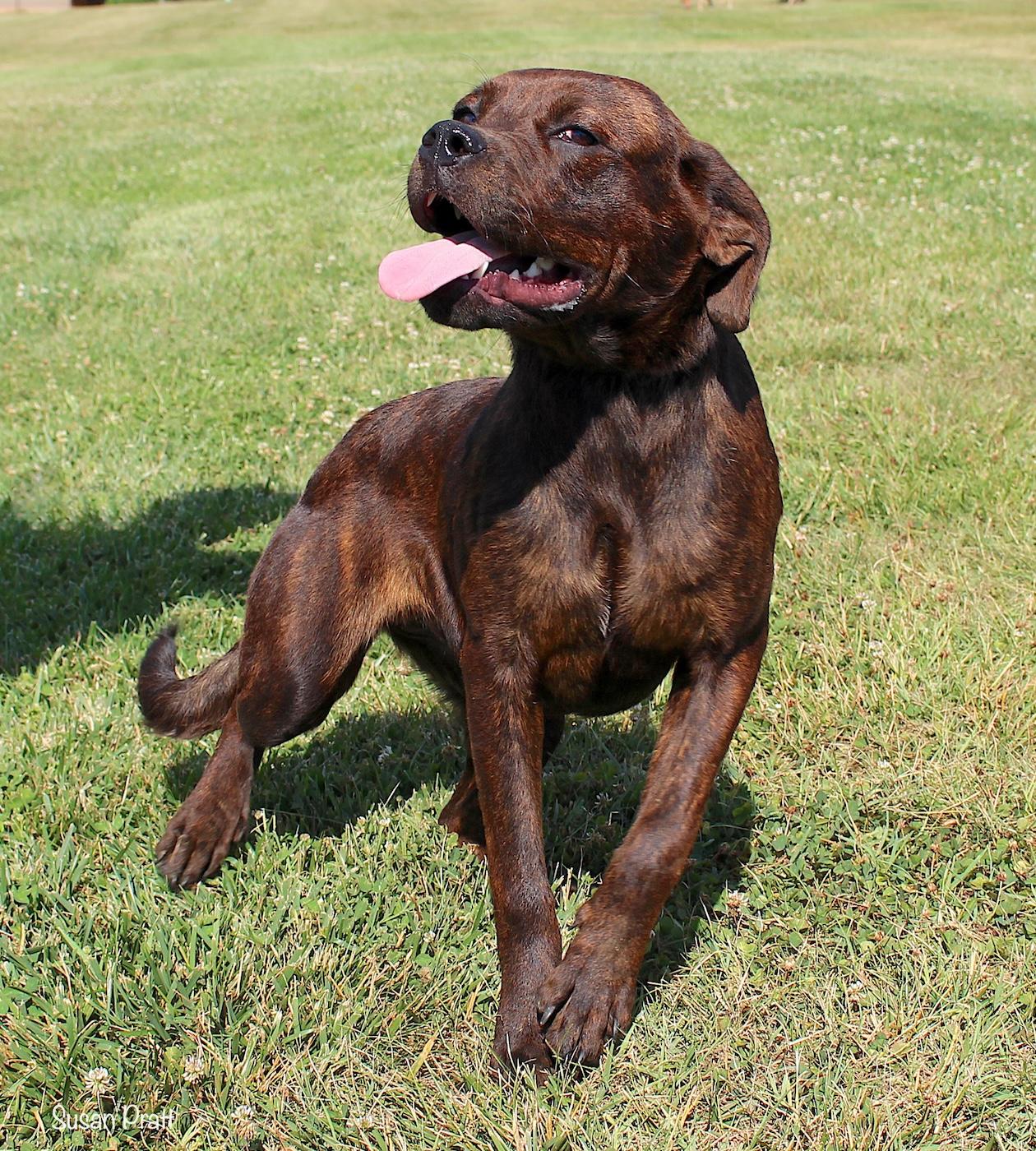 Tonic, a ADOPTABLE mixed breed in Bedford, VA image 2/3