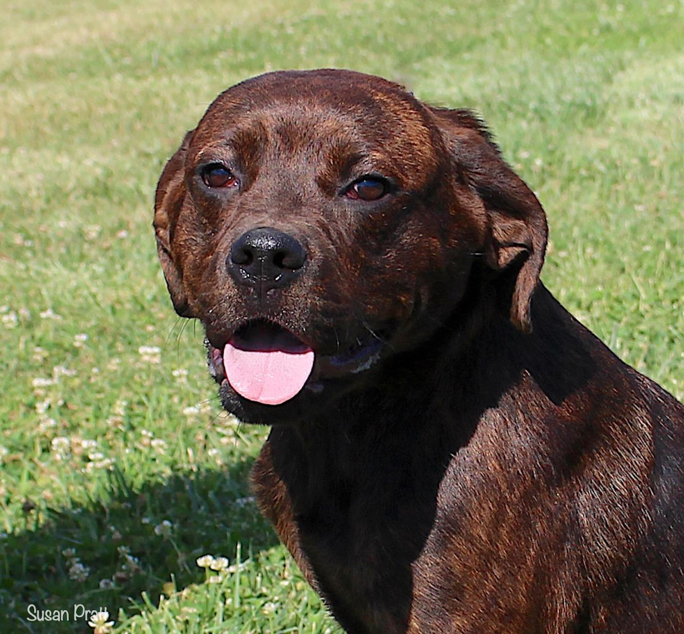 Tonic, ADOPTABLE, Adult Female Labrador Retriever.