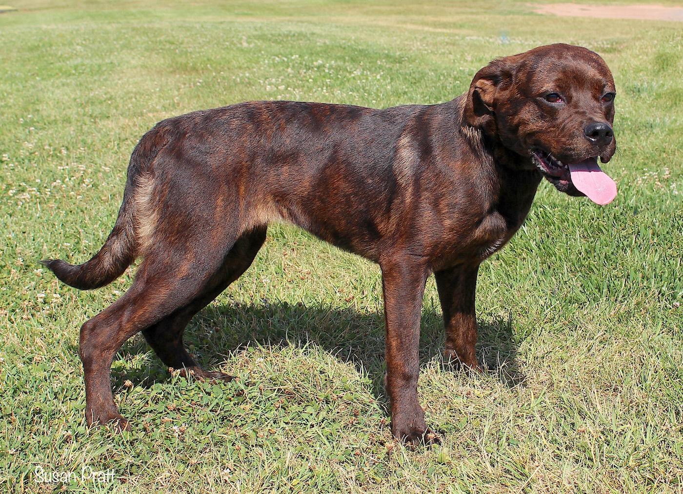 Tonic, a ADOPTABLE mixed breed in Bedford, VA image 3/3