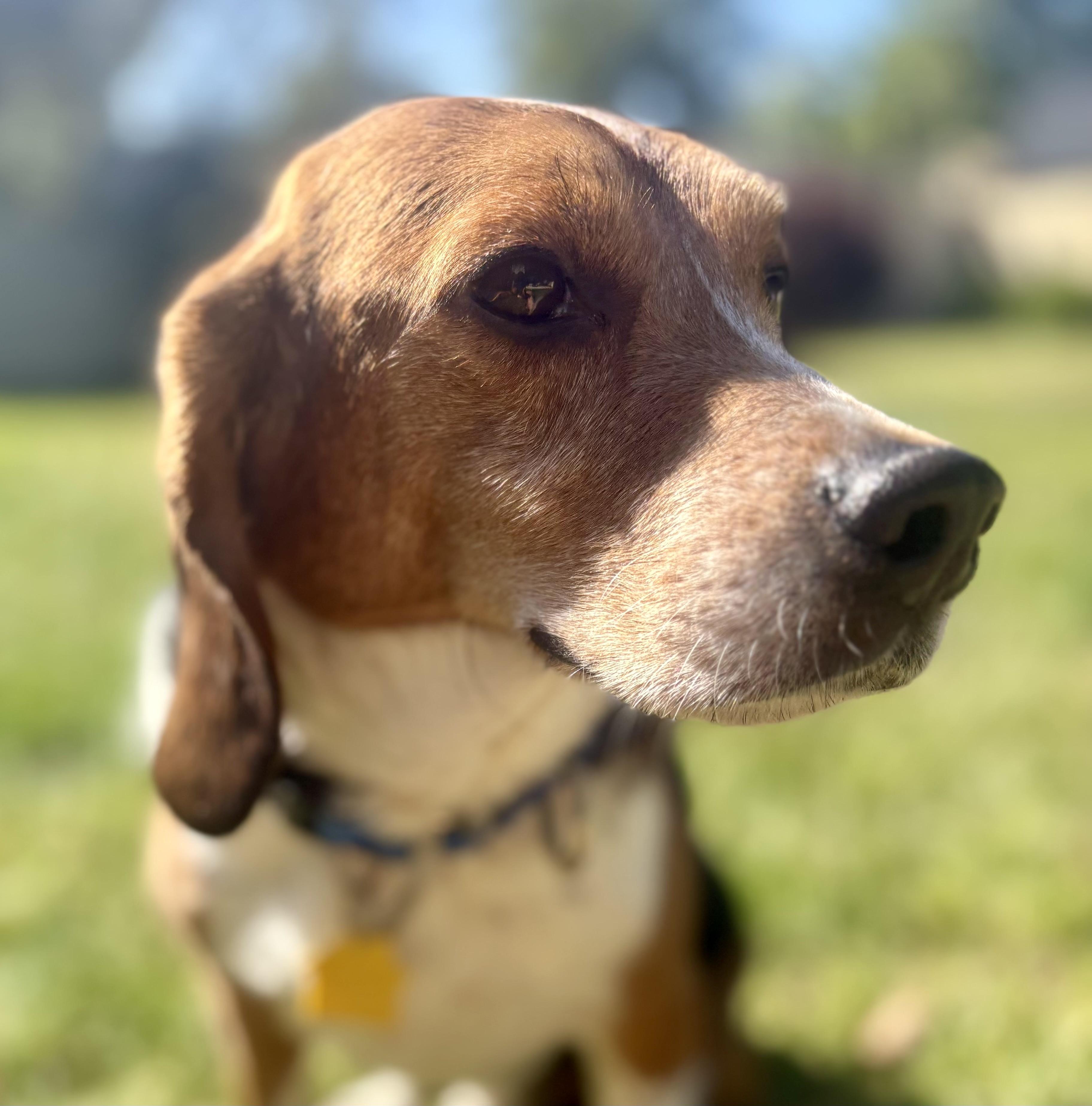 KARL, Adopted, Adult Male Beagle.