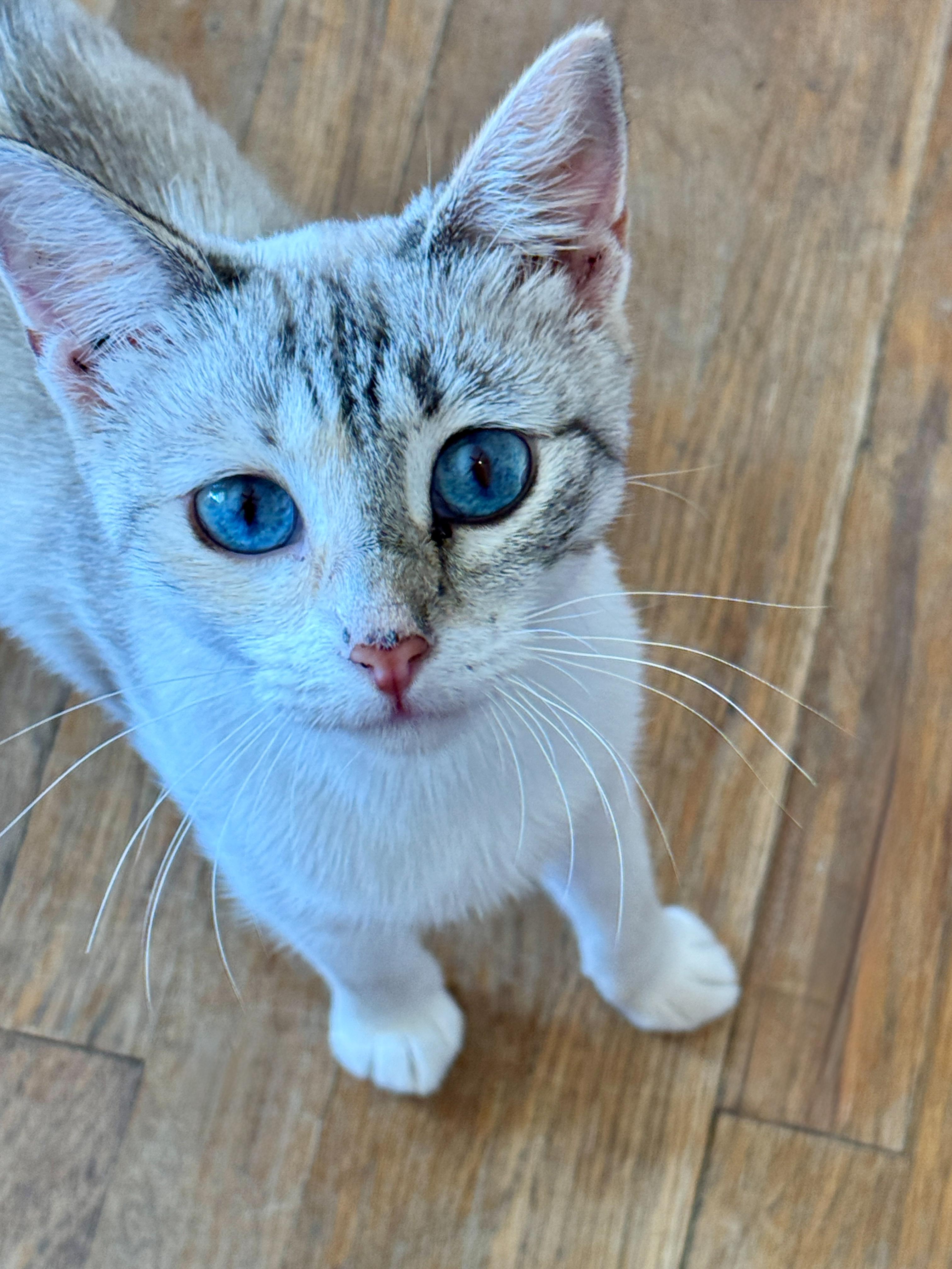 TomKha, Adoptable, Young Female Siamese & Snowshoe.