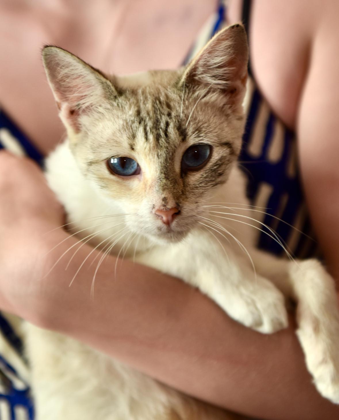 TomKha, a Adoptable mixed breed in San Diego, CA image 3/3