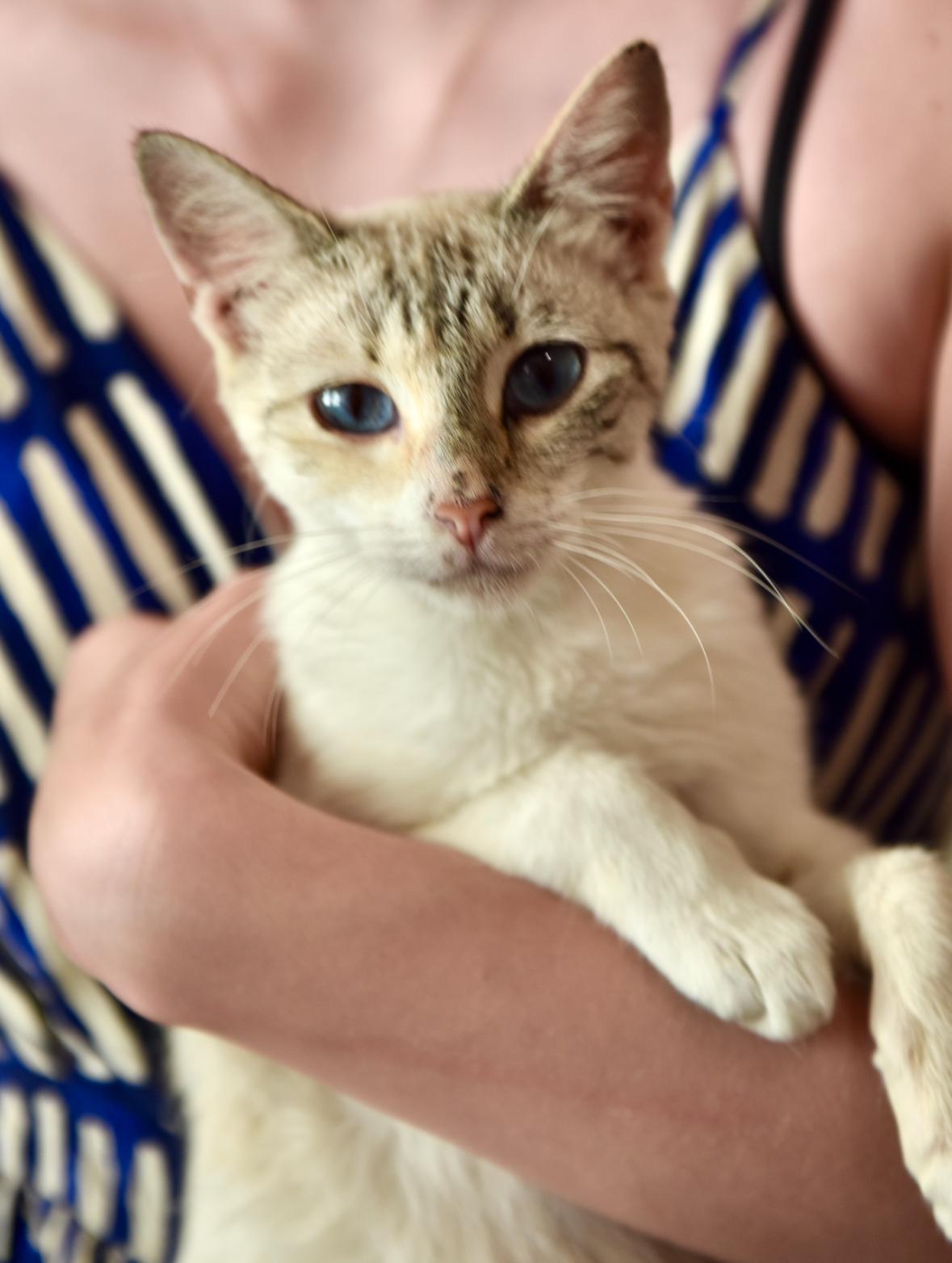 TomKha