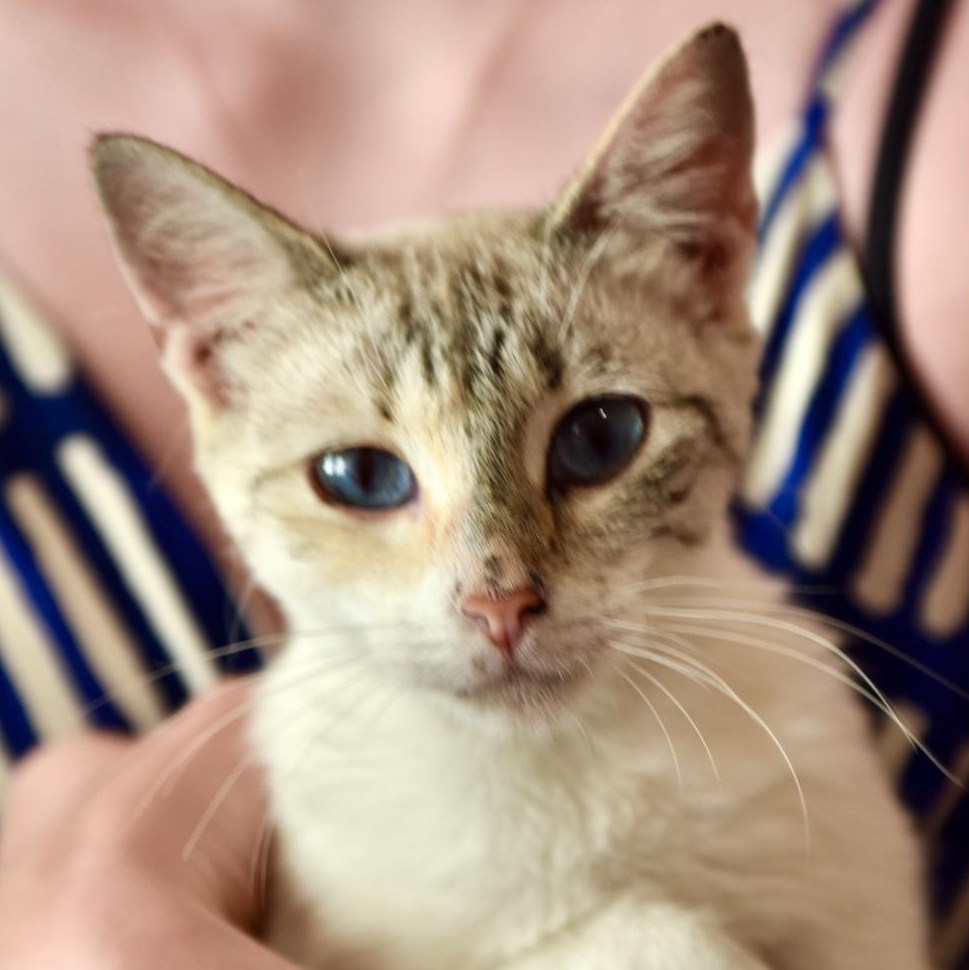 TomKha, a Adoptable mixed breed in San Diego, CA image 2/3