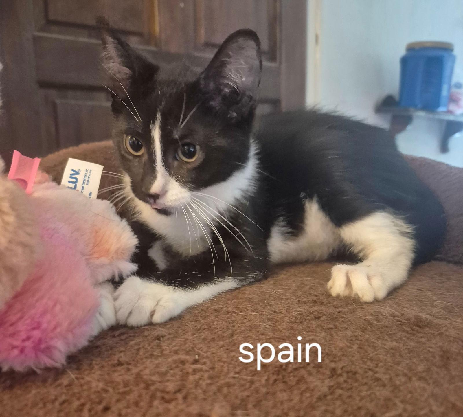 Enlarge Spain, a Adoptable Domestic Short Hair in Oviedo, FL image 1/2