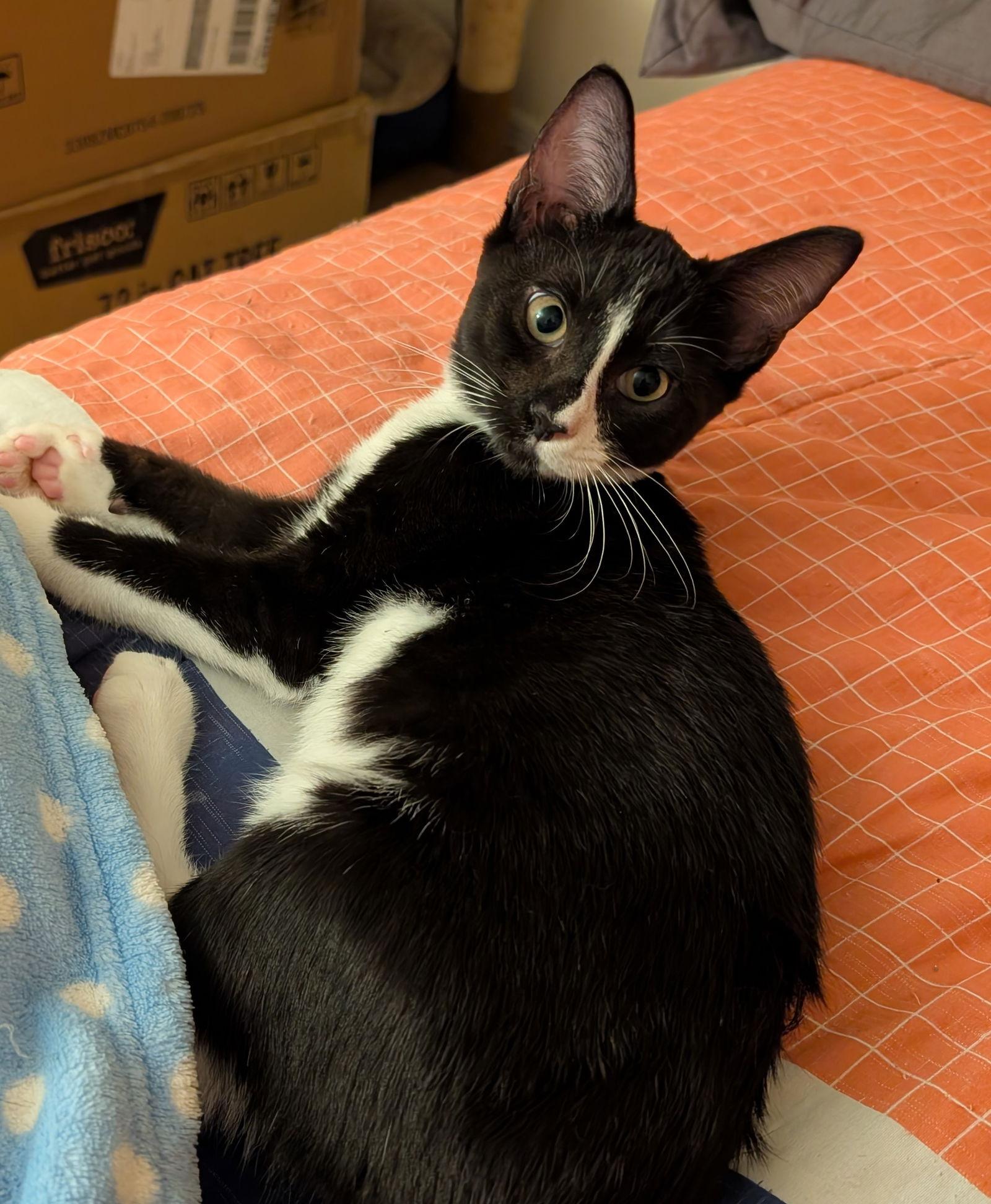 Enlarge Spain, a Adoptable Domestic Short Hair in Oviedo, FL image 2/2