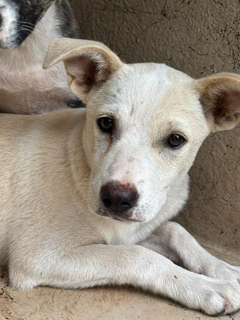MISSY, Adoptable, Young Female German Shepherd Dog & Mixed Breed.