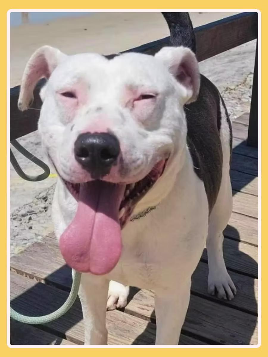 Gannicus, a ADOPTABLE Pit Bull Terrier in San Francisco, CA image 4/5