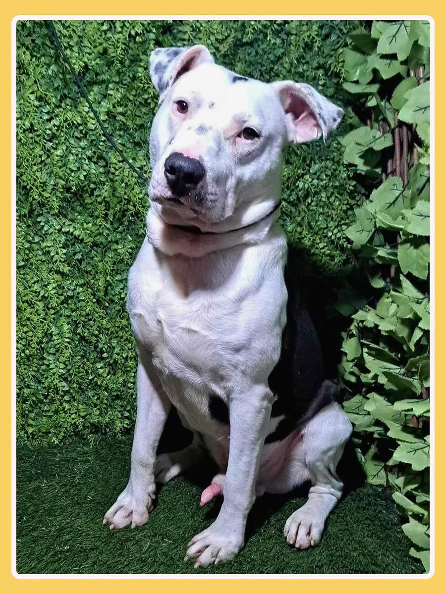 Gannicus, a ADOPTABLE Pit Bull Terrier in San Francisco, CA image 2/5