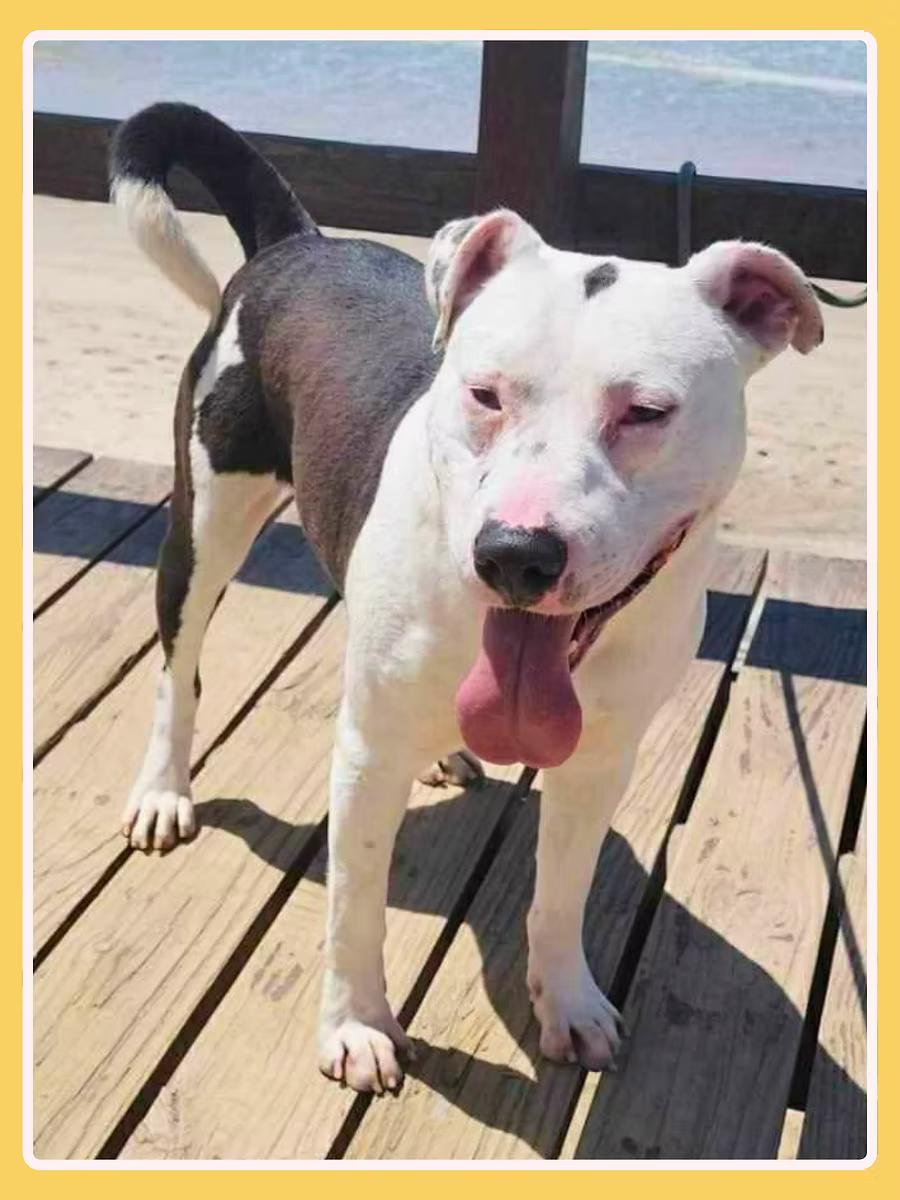 Gannicus, a ADOPTABLE Pit Bull Terrier in San Francisco, CA image 3/5
