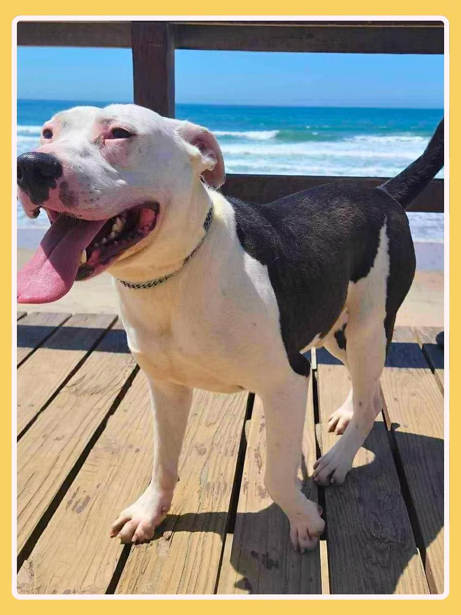 Gannicus, a ADOPTABLE Pit Bull Terrier in San Francisco, CA image 5/5