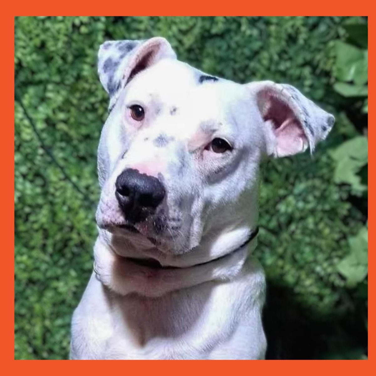 Gannicus, ADOPTABLE, Adult Male Pit Bull Terrier.
