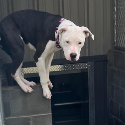 Auburn, Adoptable, Young Female Pit Bull Terrier.