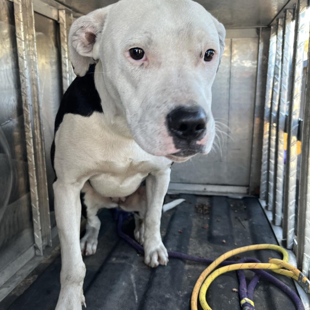 Auburn, Adoptable, Young Female Pit Bull Terrier.