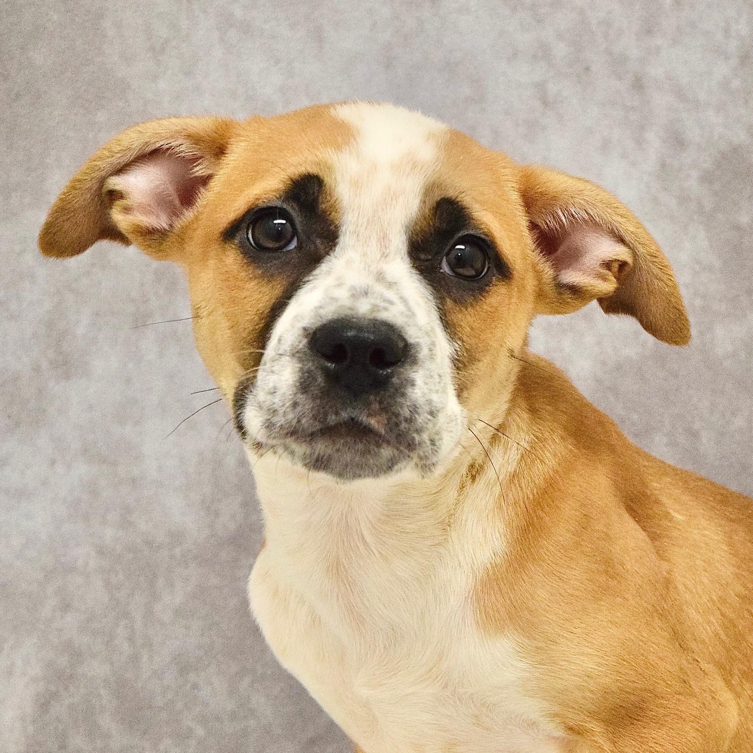 Theodore, ADOPTABLE, Puppy Male Pit Bull Terrier & Cattle Dog.