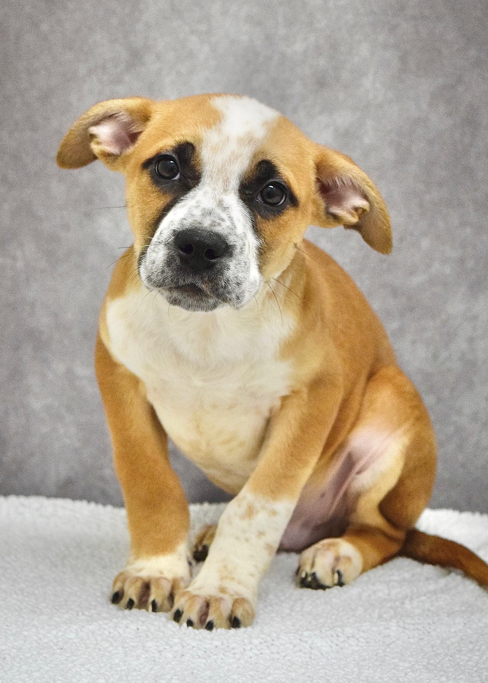 Theodore, a ADOPTABLE mixed breed in Dublin, CA image 2/2